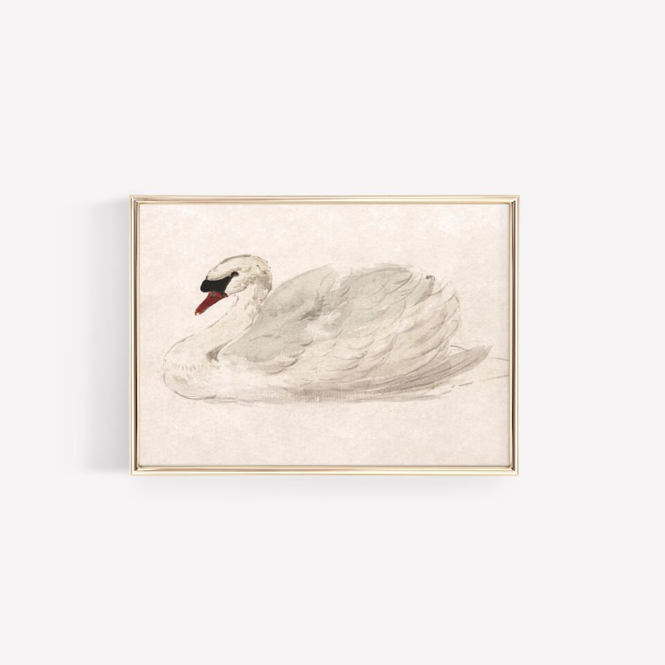 Elegant Swan Çerçevesiz Poster